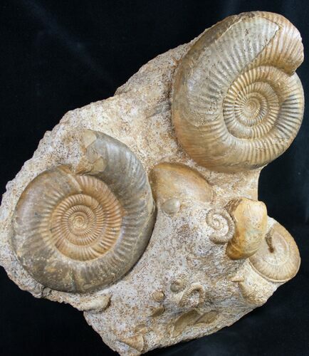 Large Ammonite Plate Three Species - France #10020
